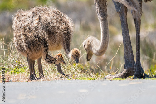 Tableau sur toile baby ostrich (Struthio camelus australis) or chick with female feeding or forag