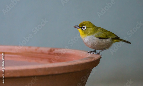 Cape white-eye (Zosterops virens) or Witogie close up on bird bath side on or profile in Cape Town, South Africa