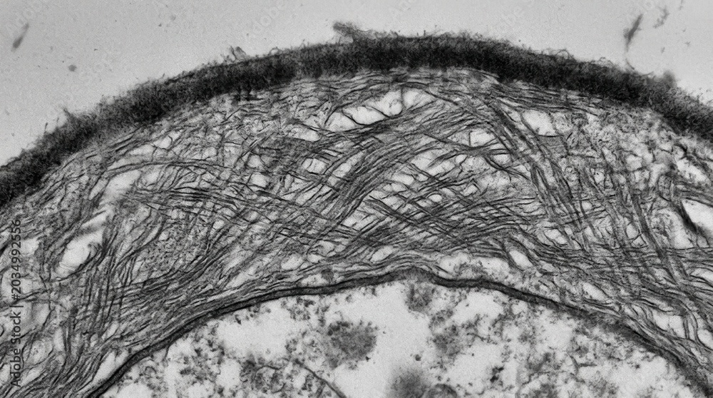 Obraz premium TEM cross section of yeast cell wall layered fiber network