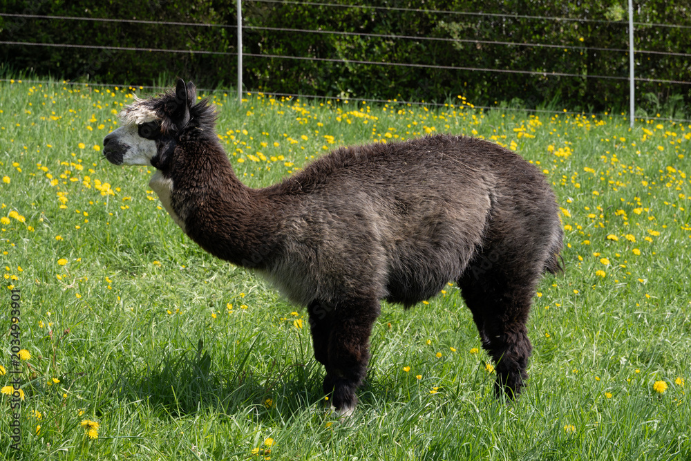Obraz premium alpaka tier natur lama