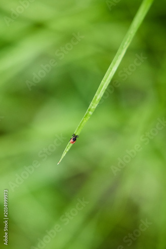Tick on grass blade in meadow