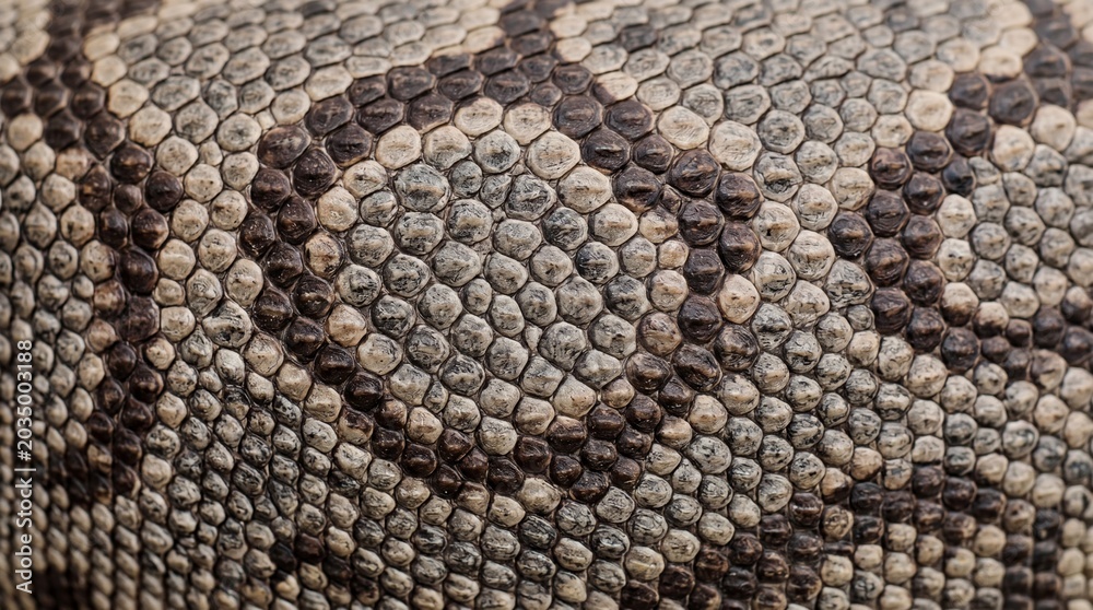 Naklejka premium Close up macro shot of black and white snake skin texture