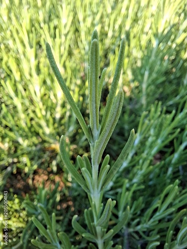 Rosemary plant