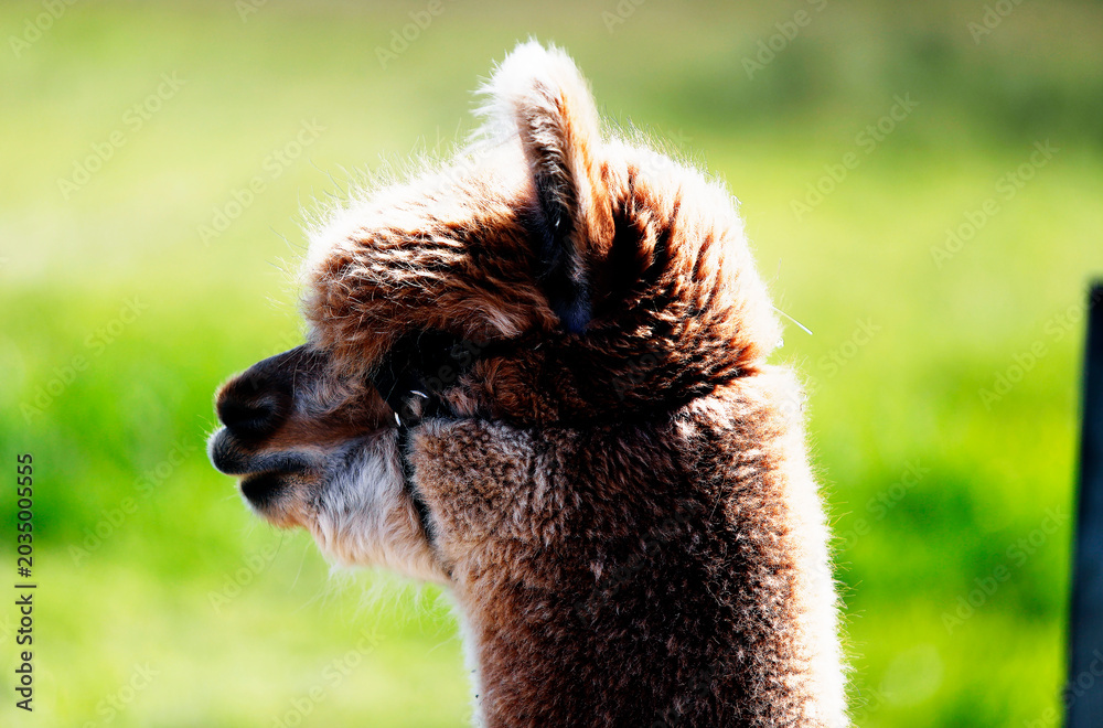 Naklejka premium Alpaca with brown and white fur 