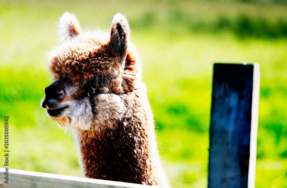 Naklejka premium Alpaca with brown and white fur 