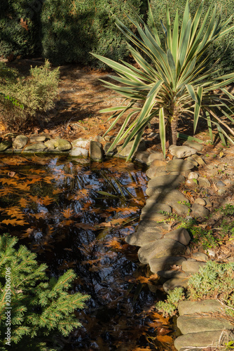 Small garden pond with clear water is bordered by rocks, with Striped Yucca gloriosa Variegata growing beside it, surrounded by greenery and fallen leaves. Nature concept for design