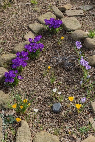 Charming garden scene with various crocus flowers blooming in vibrant colors such as purple, yellow, and white. They are planted among rocks and gravel, creating natural and rustic atmosphere.