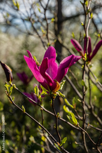 Close-up of Magnolia 'Susan' flowers. Rich purple-red petals form narrow, tulip-like shape on thin stems. Unopened bud reveals hints of paler interior colors against blurry background