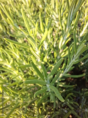 Rosemary plant