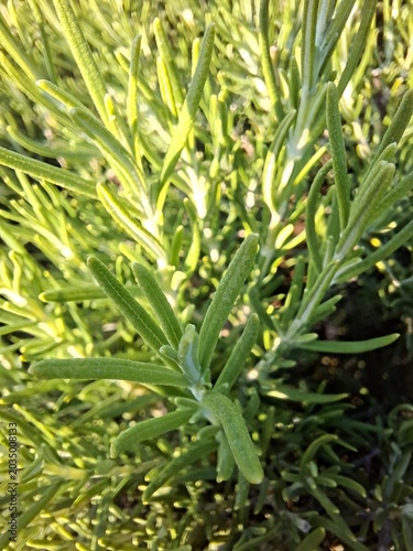 Rosmary plant