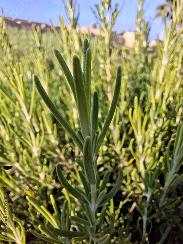 Rosemary plantation