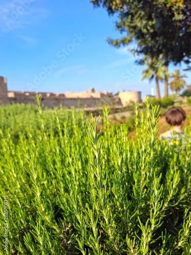 young woman in a field of rosemary 