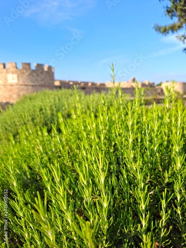 field of rosemary 
