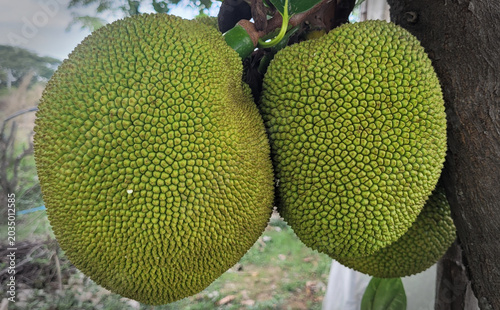 Foto Jackfruits