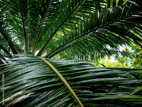 Schilderij op canvas Low angle upward view of tropical palm tree canopy with overlapping green feathe