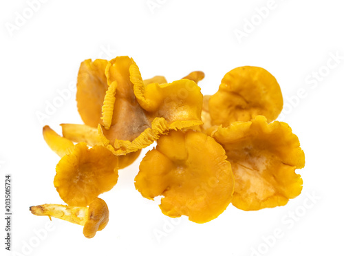 Slika na platnu A pile of mushrooms with a white background