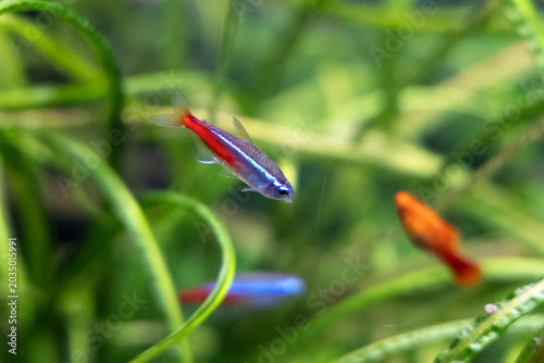 Foto Neon tetras swimming among aquatic plants in a planted aquarium at Shanghai Zoo,