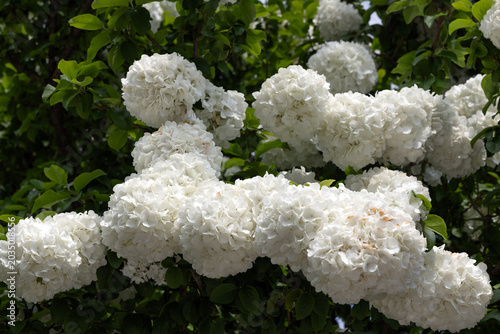 Fotografía White snowball viburnum flowers blooming outdoors at Shanghai Zoo, macro botanic