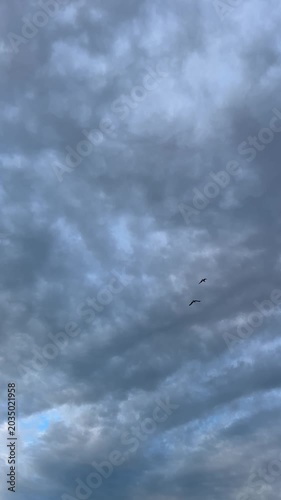 seagull in the sky