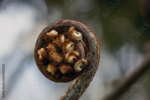 Photos A photograph from the plant world, capturing a coiled, poisonous male fern