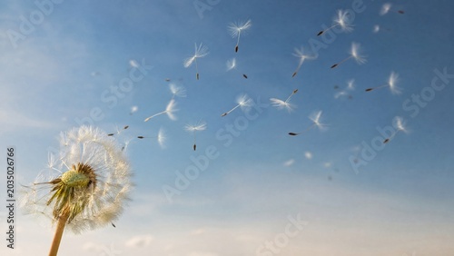Dandelion seeds floating in the wind against a clear blue sky. 