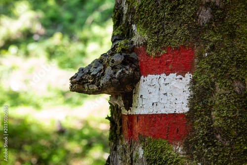 Cuadro en lienzo Baumpilz und Wandermarkierung an einem Baum