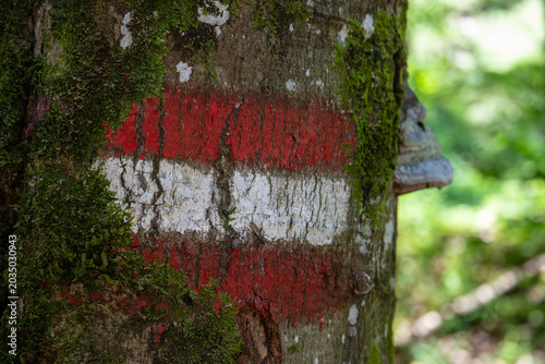 Wandermarkierung Österreich rot Weiß Rot auf einem Baum 