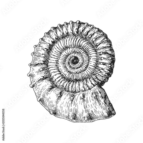 Fossil, vintage graphic illustration in vector