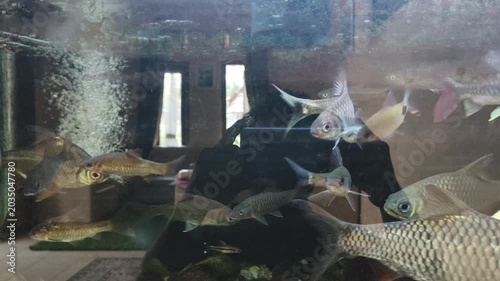 fish in aquarium