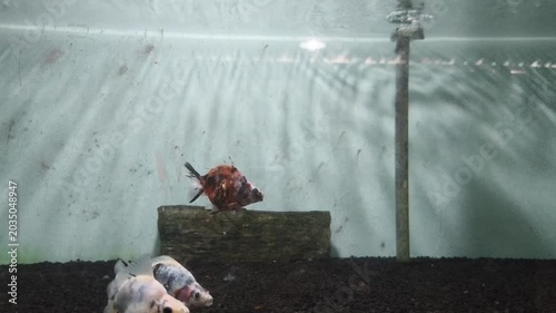 fish in aquarium