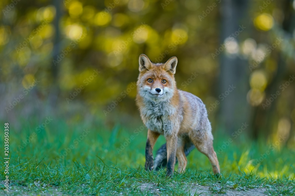 Naklejka premium A red fox stand in the grass and looks at the camera, a forest in the background. A beautiful red fox in the nature habitat. Vulpes vulpes