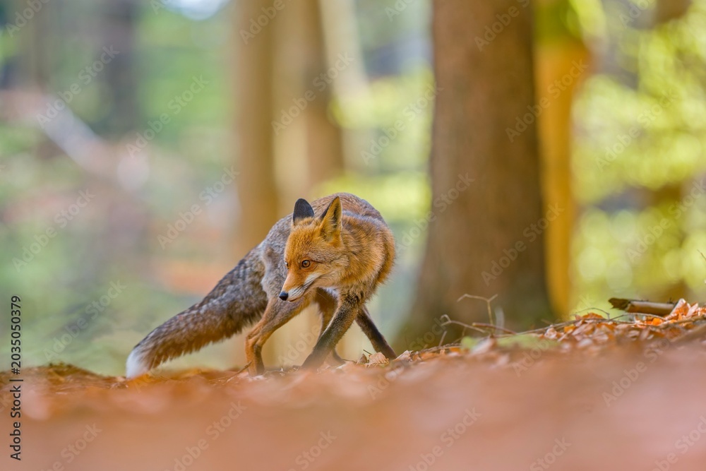 Naklejka premium A red fox walks in the spring forest. A beautiful red fox in the nature habitat. Vulpes vulpes