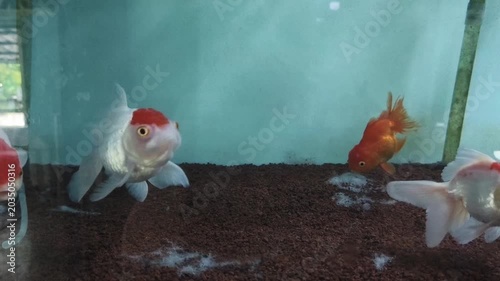 fish in aquarium