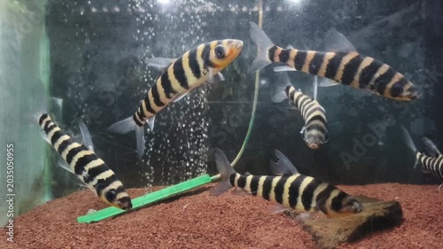 fish in aquarium