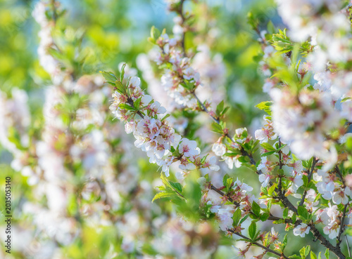 Delicate cherry blossom branch in spring sunlight.