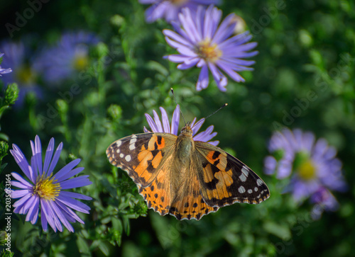Colorful painted lady butterfly feeding on flower.