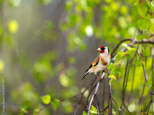 bright songbird, the goldfinch, sits in a spring garden on young branches of ...