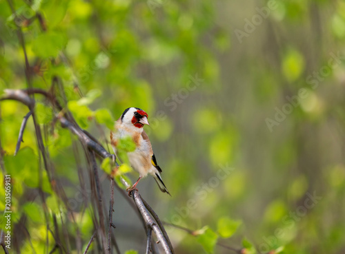 Portrait of a beautiful bright songbird, a goldfinch, sitting in a spring par...