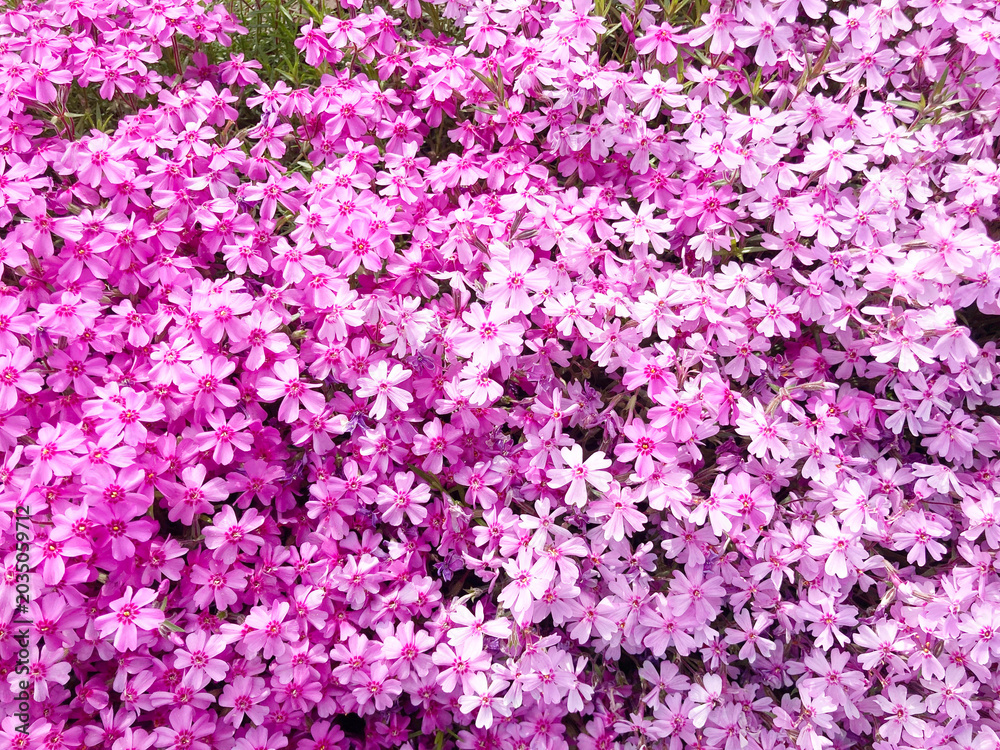 Fototapeta premium 芝桜, 花, ピンク, 自然, 植える, 桜, シバザクラ, 庭, 紫, 全盛期, 咲く, 色, 植物, サマー, すごい, ブーゲンビリア, 公園, 季節, 美しい, スミレ, フローラル, 赤, 野原, ペチュニア, moss phlox, flower, pink, nature, plant, cherry blossom, garden, purple, peak season, blo