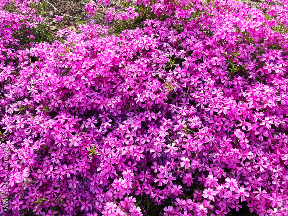 Obraz premium 芝桜, 花, ピンク, 自然, 植える, 桜, シバザクラ, 庭, 紫, 全盛期, 咲く, 色, 植物, サマー, すごい, ブーゲンビリア, 公園, 季節, 美しい, スミレ, フローラル, 赤, 野原, ペチュニア, moss phlox, flower, pink, nature, plant, cherry blossom, garden, purple, peak season, blo