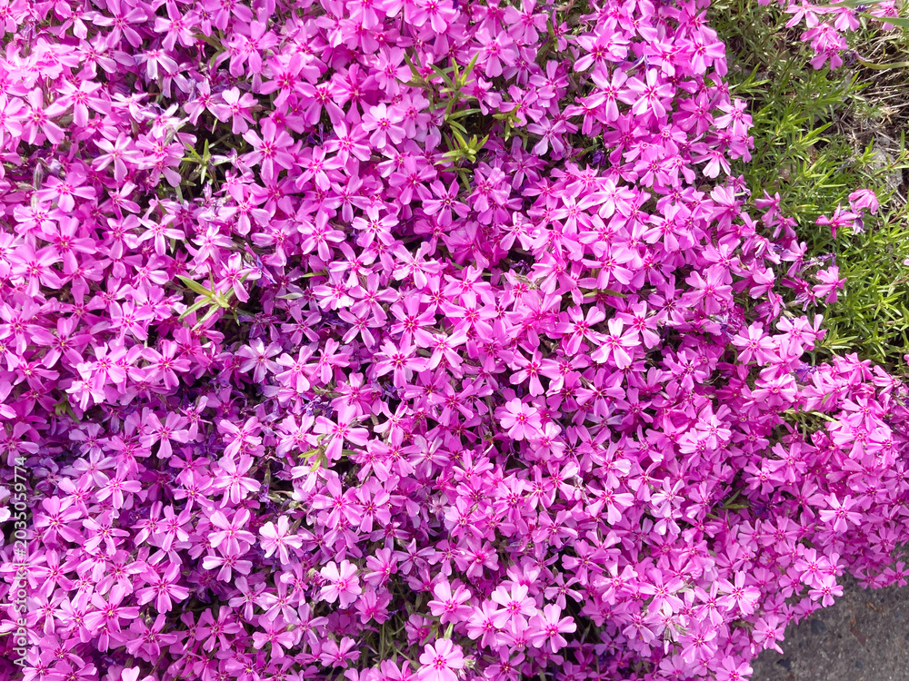 Fototapeta premium 芝桜, 花, ピンク, 自然, 植える, 桜, シバザクラ, 庭, 紫, 全盛期, 咲く, 色, 植物, サマー, すごい, ブーゲンビリア, 公園, 季節, 美しい, スミレ, フローラル, 赤, 野原, ペチュニア, moss phlox, flower, pink, nature, plant, cherry blossom, garden, purple, peak season, blo