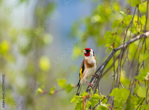 Portrait of a bright songbird, a goldfinch, sitting in a spring garden on the...
