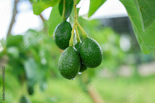 Fotografija Fresh green avocado hanging on tree branch with water drop in organic farm conve