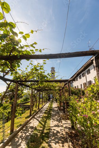 Roseto di rose Bourbon presso il monastero di Castagnevizza o Kostanjevica in primavera 