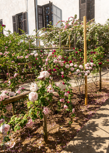 Roseto di rose Bourbon presso il monastero di Castagnevizza o Kostanjevica in primavera 