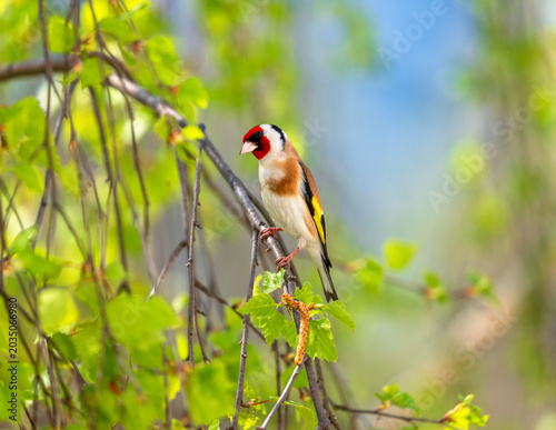 Portrait of a beautiful bright songbird, a goldfinch, sitting in a spring par...