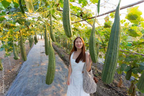 Quadro em tela Happy woman walking in green agricultural farm with hanging long green gourd veg