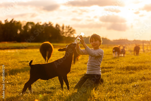 Beautiful blond child, boy,feeding baby lamb and baby goat in a beautiful field countryside on sunset, bottle feeding