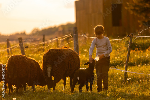 Beautiful blond child, boy,feeding baby lamb and baby goat in a beautiful field countryside on sunset, bottle feeding