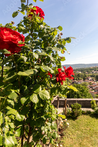 Il monastero sloveno francescano di Kostanjevica o Castagnevizza con in primo piano parte della sua collezione di rose Bourbon rosse,  in primavera 